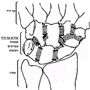 פריקות מפרקי שורש כף היד