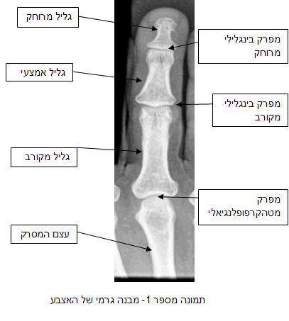 שברים בעצמות המסרק וגלילי אצבעות כף היד.