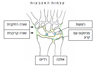 מבנה שורש היד